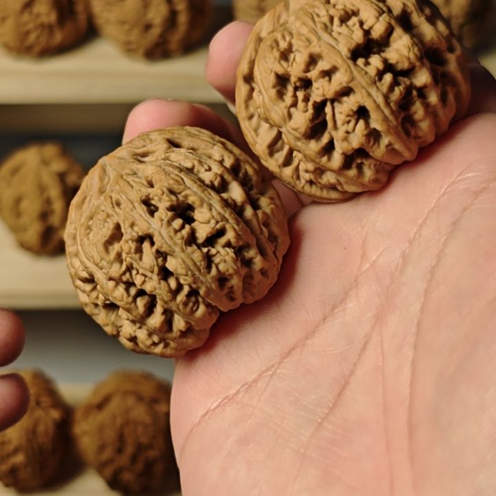 44超级板正大粗筋球形