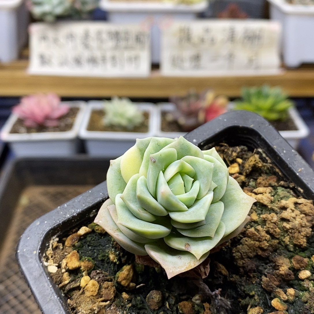 24129 可爱玫瑰锦