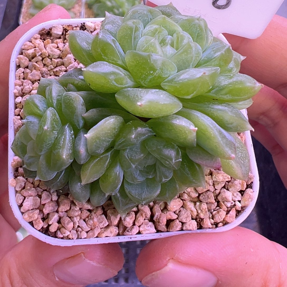 708号泼天富贵3头
