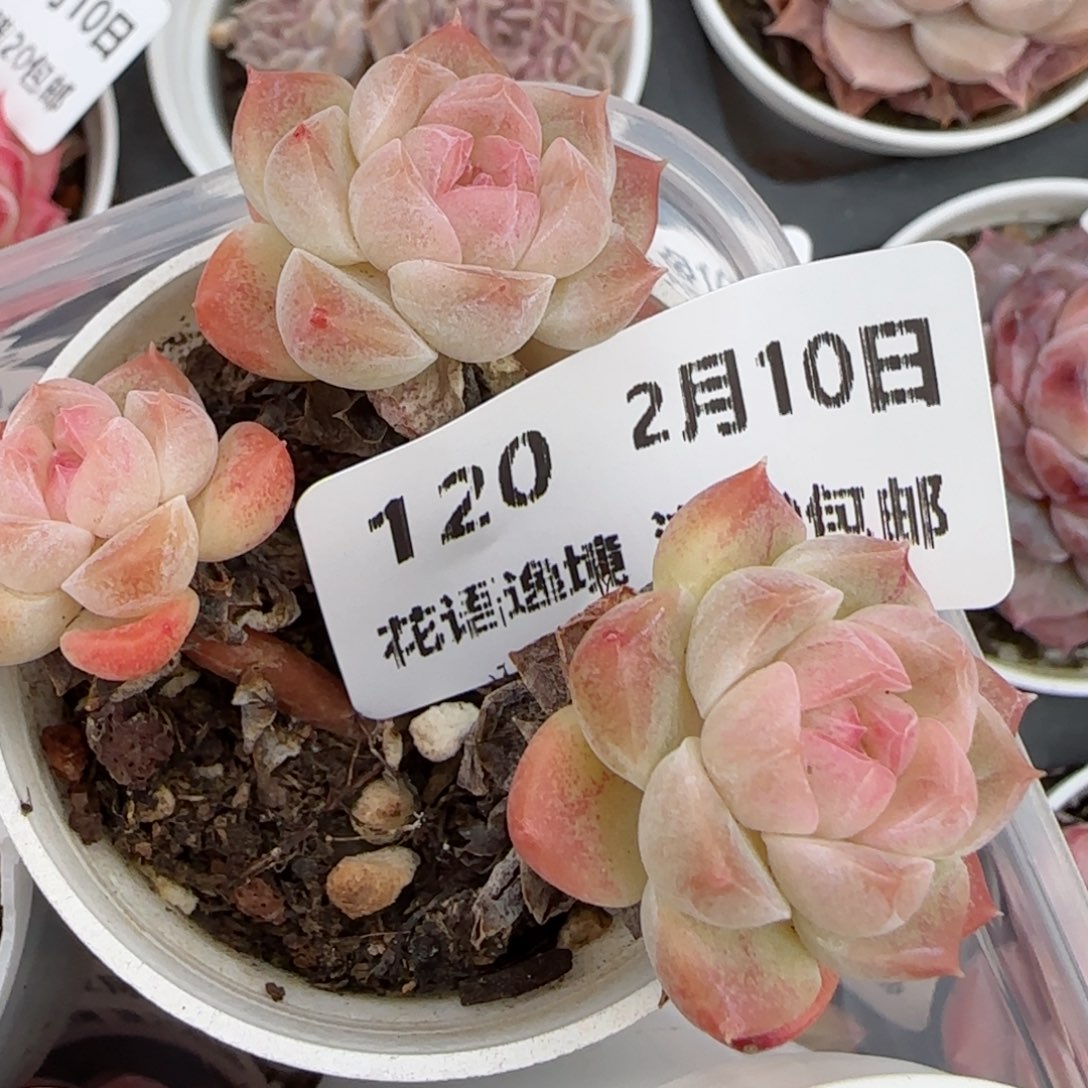 花语逸境0210-120