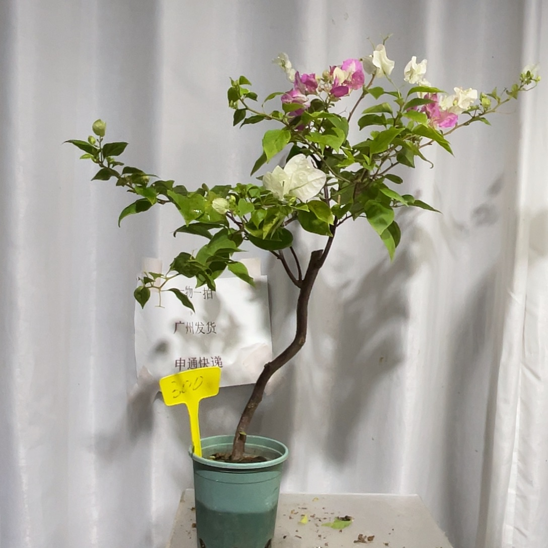 当前无花栽培后可以开花300椰子冰扦插