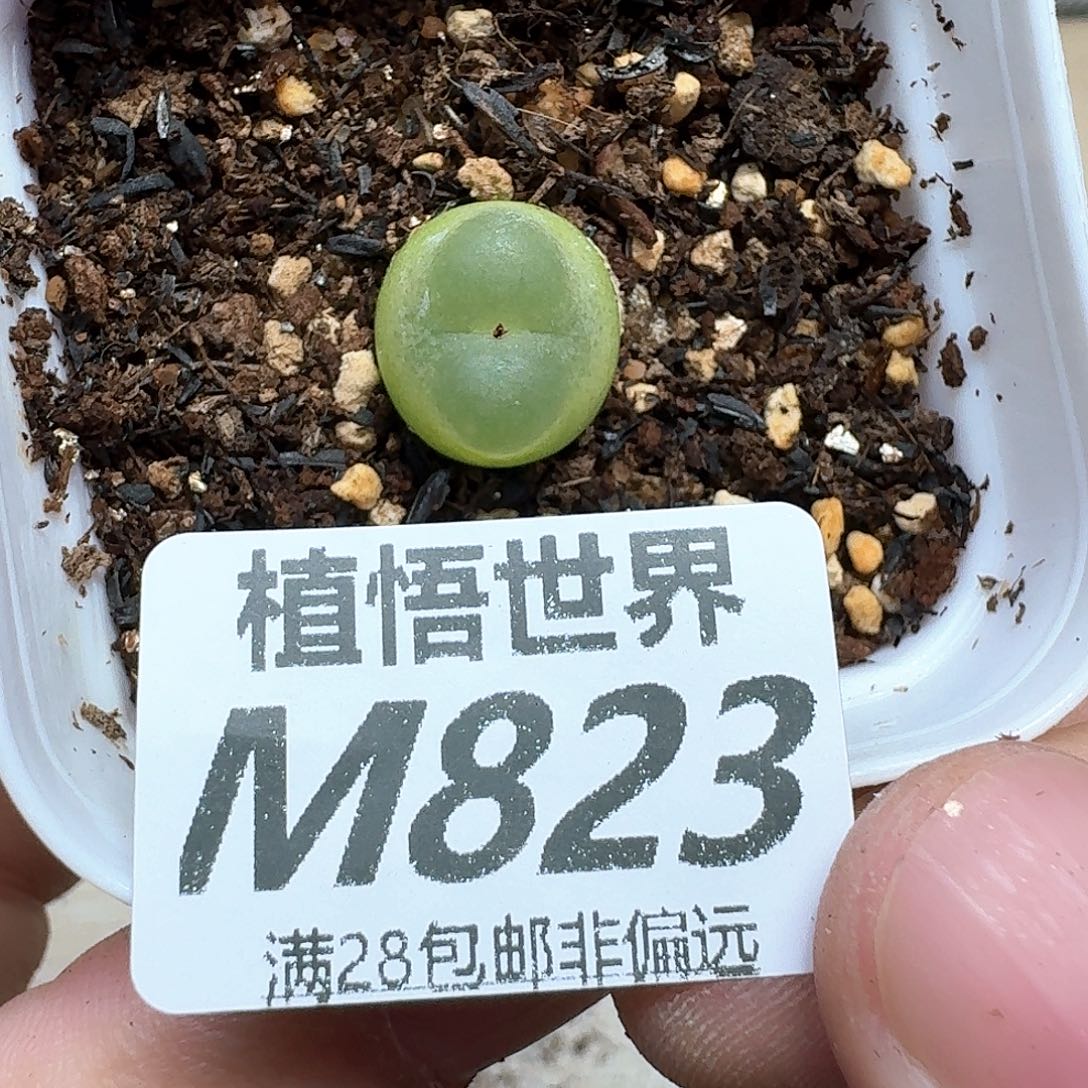 多肉植物的人生鹅f