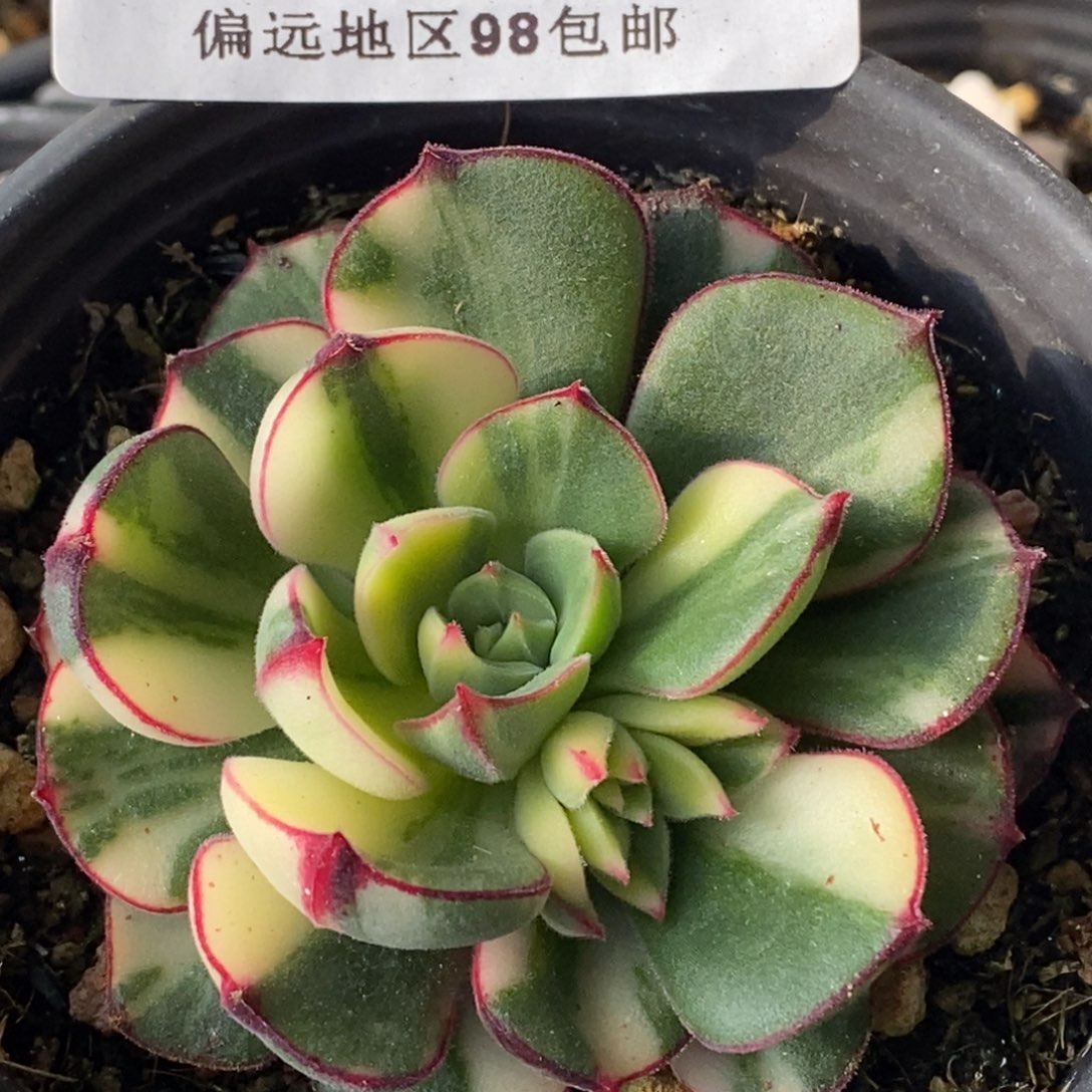 685丹尼尔锦大单头