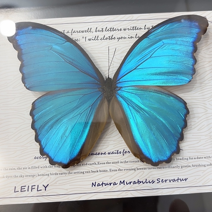 ℒ***࿐蝴蝶标本定制125号