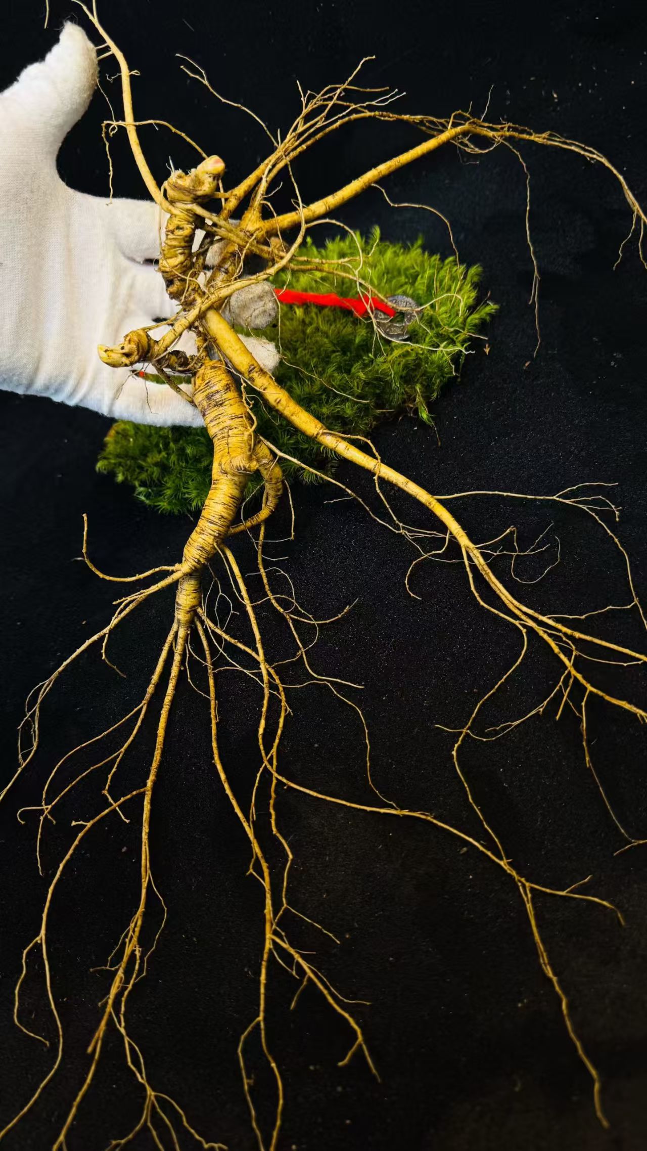 长白山人参煮汤泡水