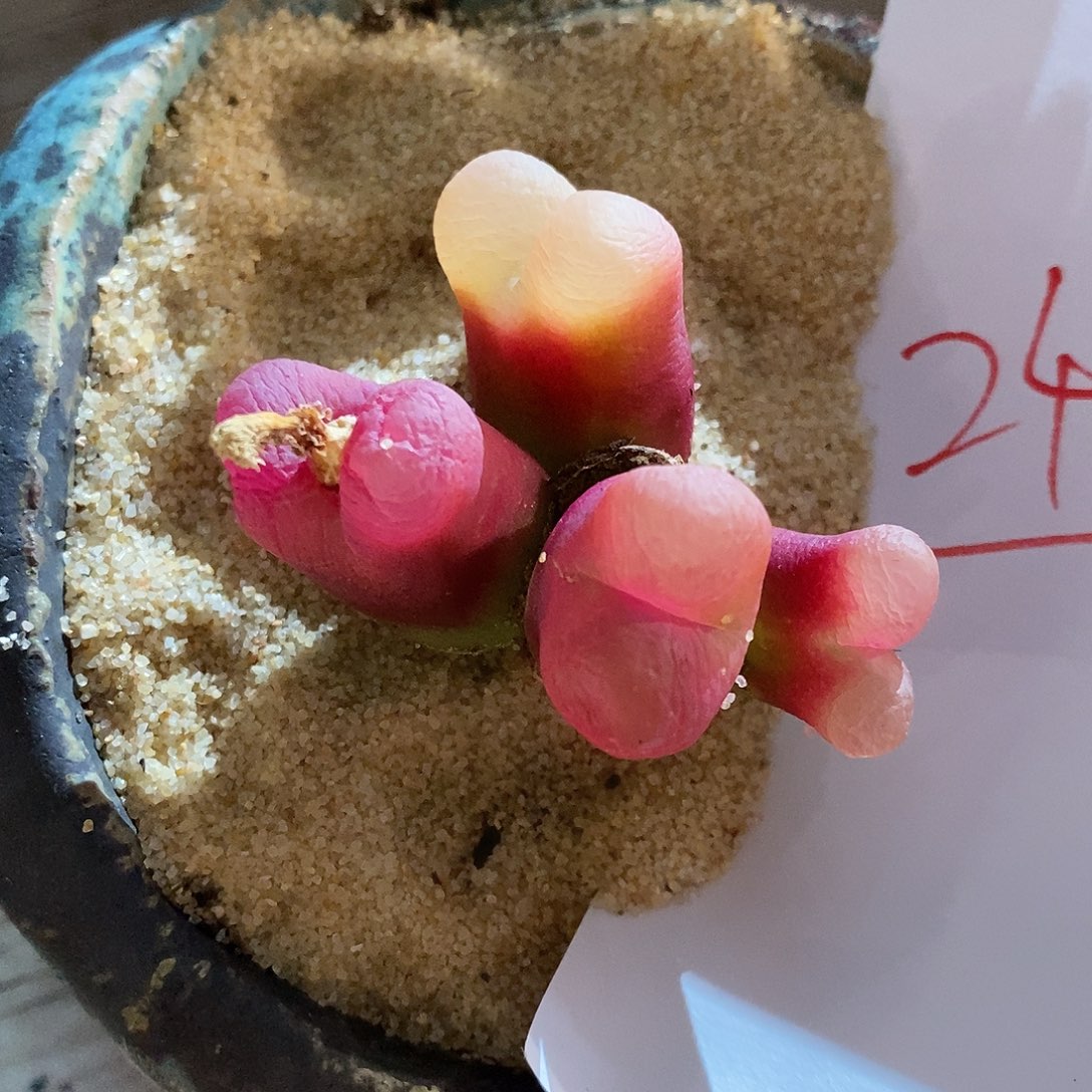 2405。       群生。 漂亮。