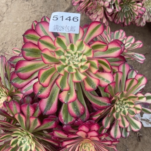 桐花多肉多肉多肉5146