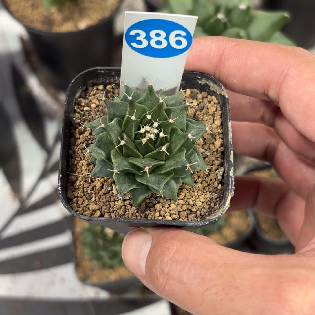 386实生帝冠带盆带土