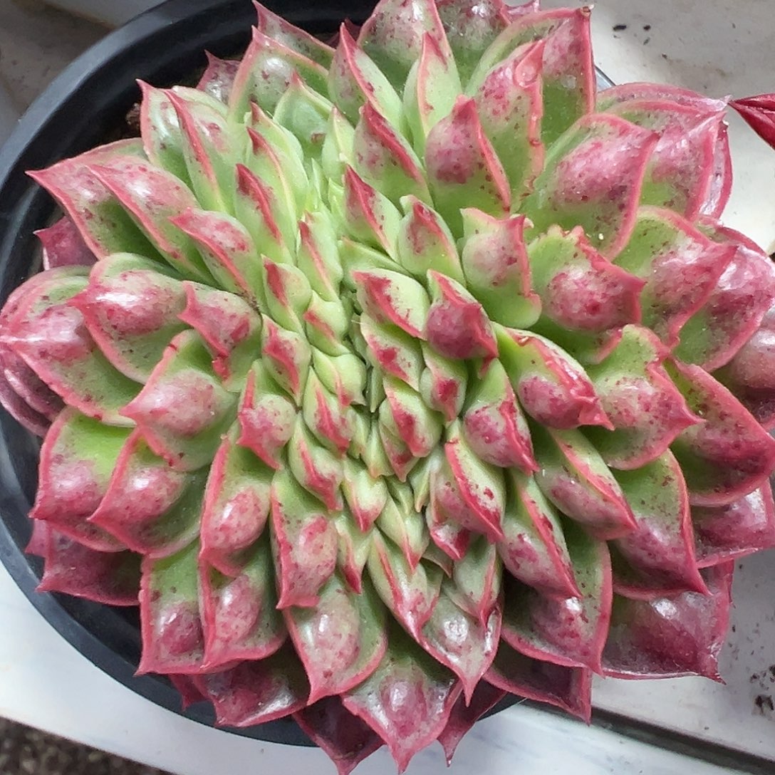 满38包邮柳溪玛多肉