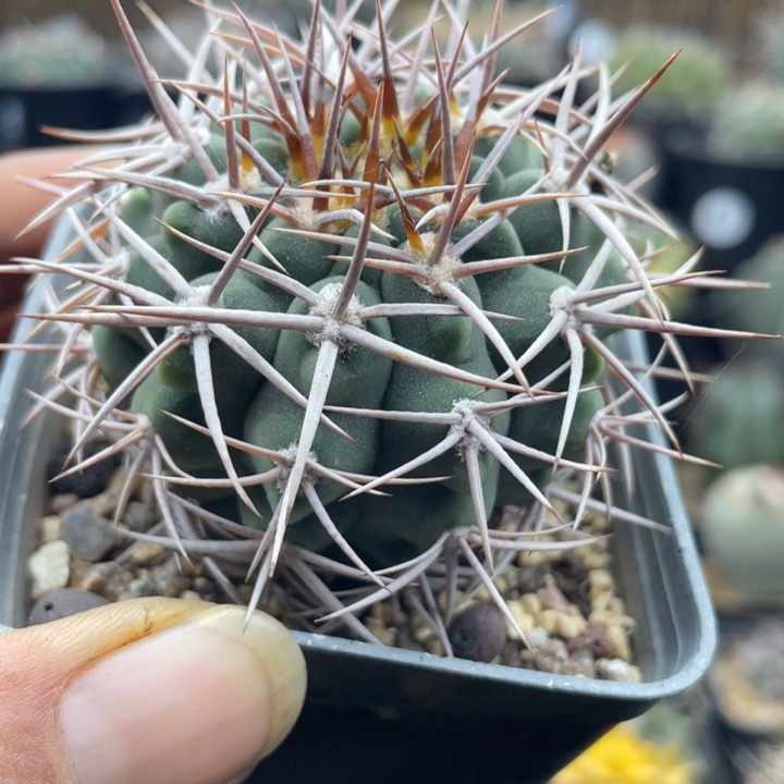 实生碧岩玉狂刺带盆发货