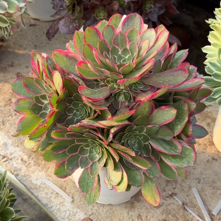 粉花妖多肉法师2173