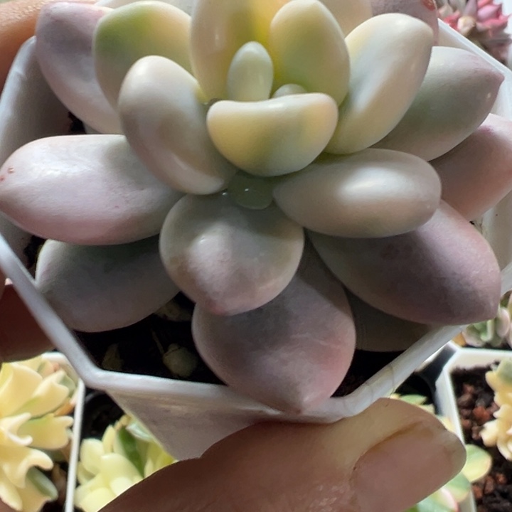 洛神锦多肉植物量拍