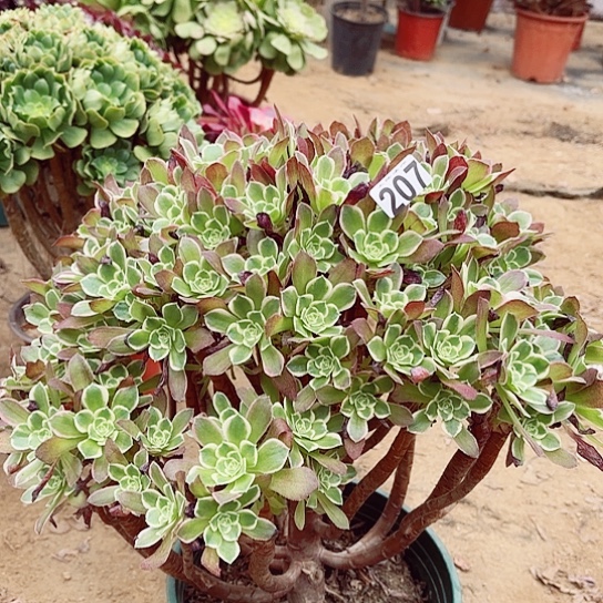 207雨花石老桩掐心爆崽