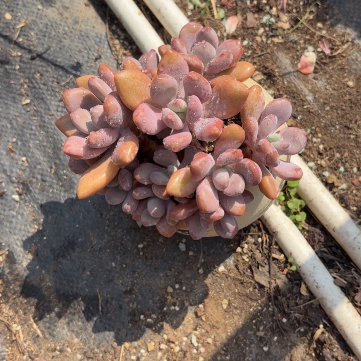多肉植物奥普杂交奥雪