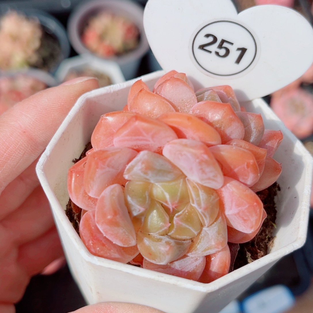 昱****251号小老桩糖心双头