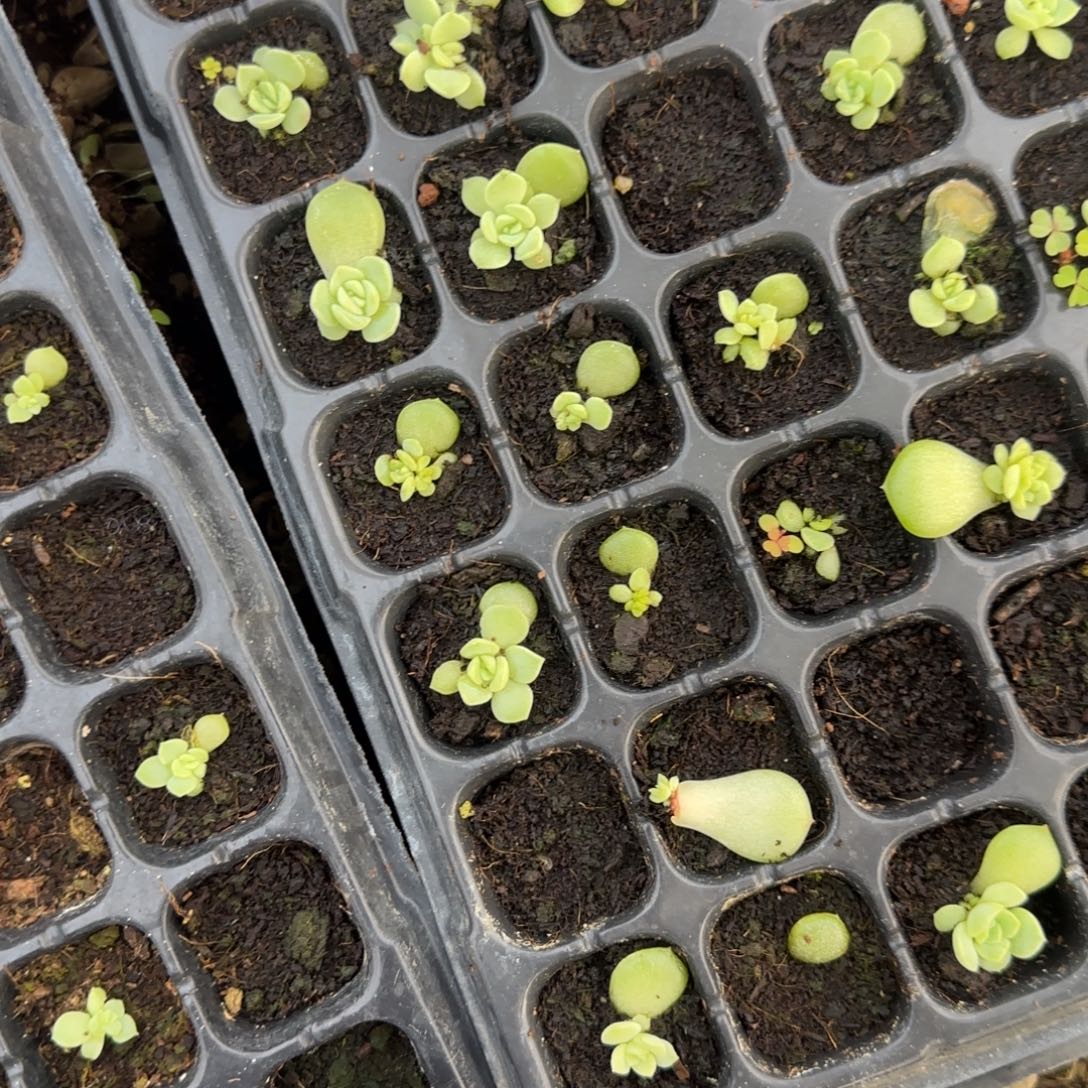 碧琉璃穴一个满25包邮