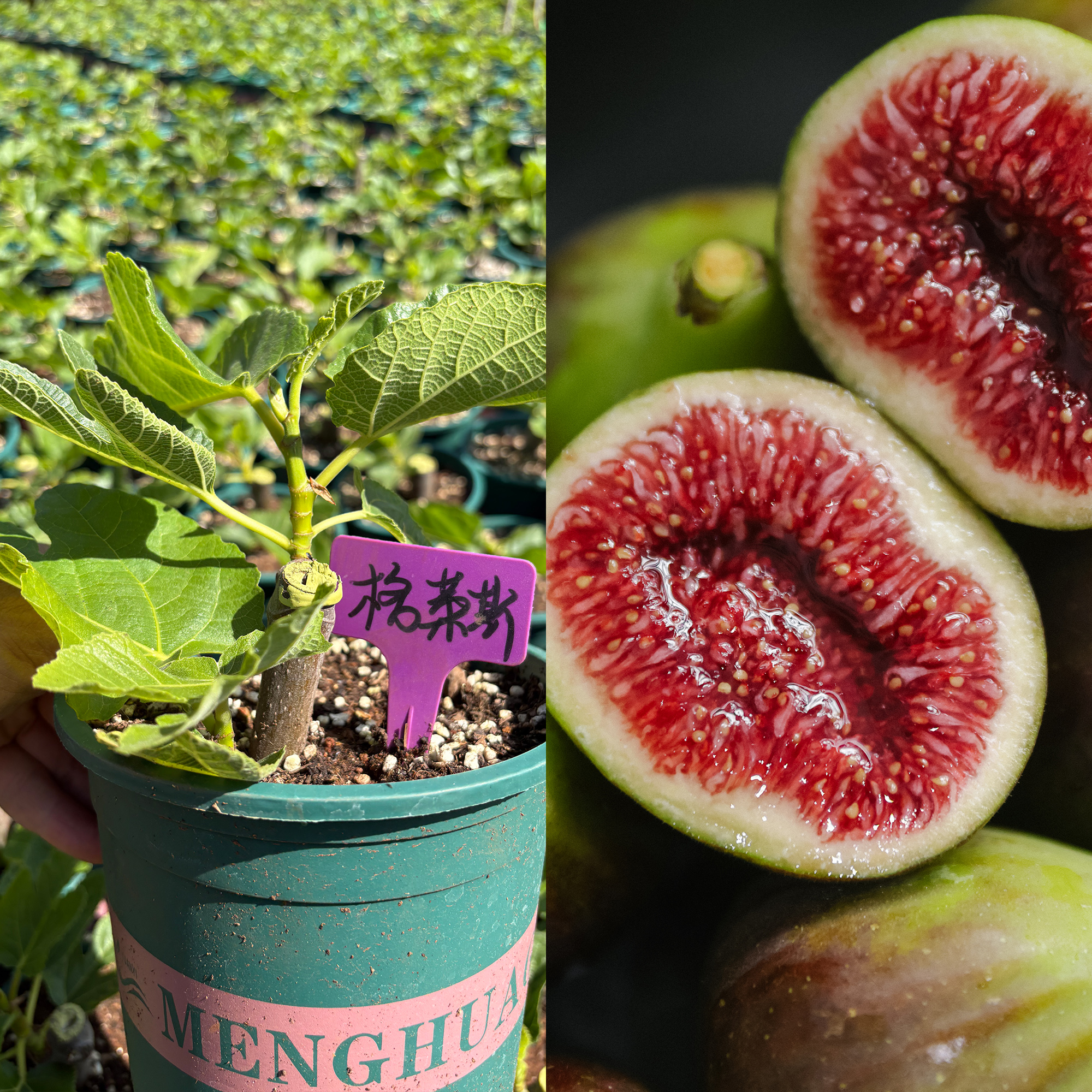 云南露天无花果苗 格莱斯 芭劳奈 日紫 顺丰包邮