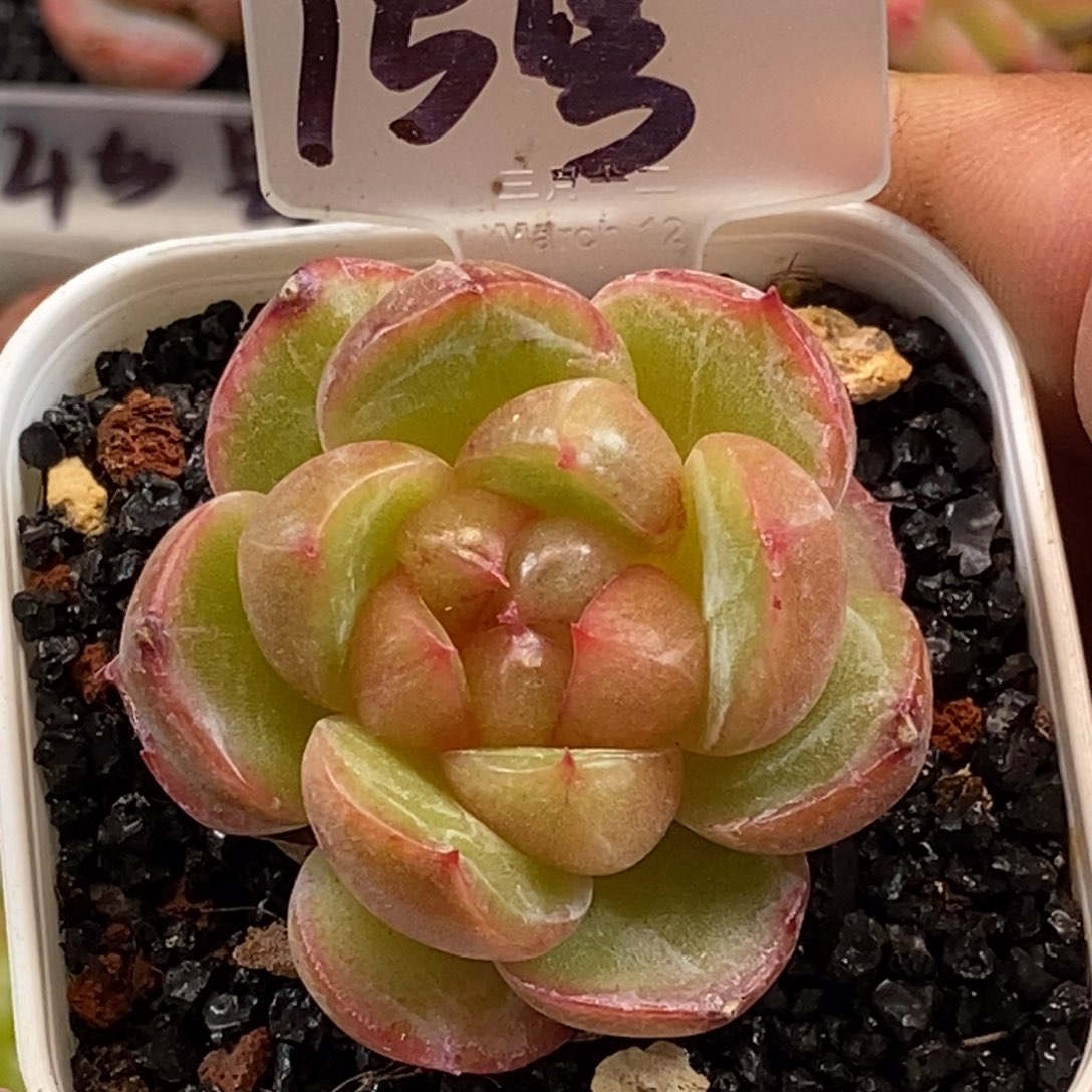 天官赐福百无禁忌