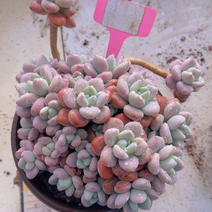 健健康康平平安安