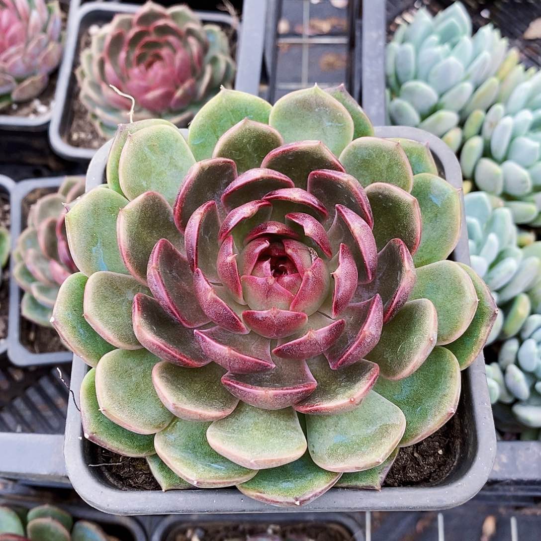 蓝莓大单头莲花座