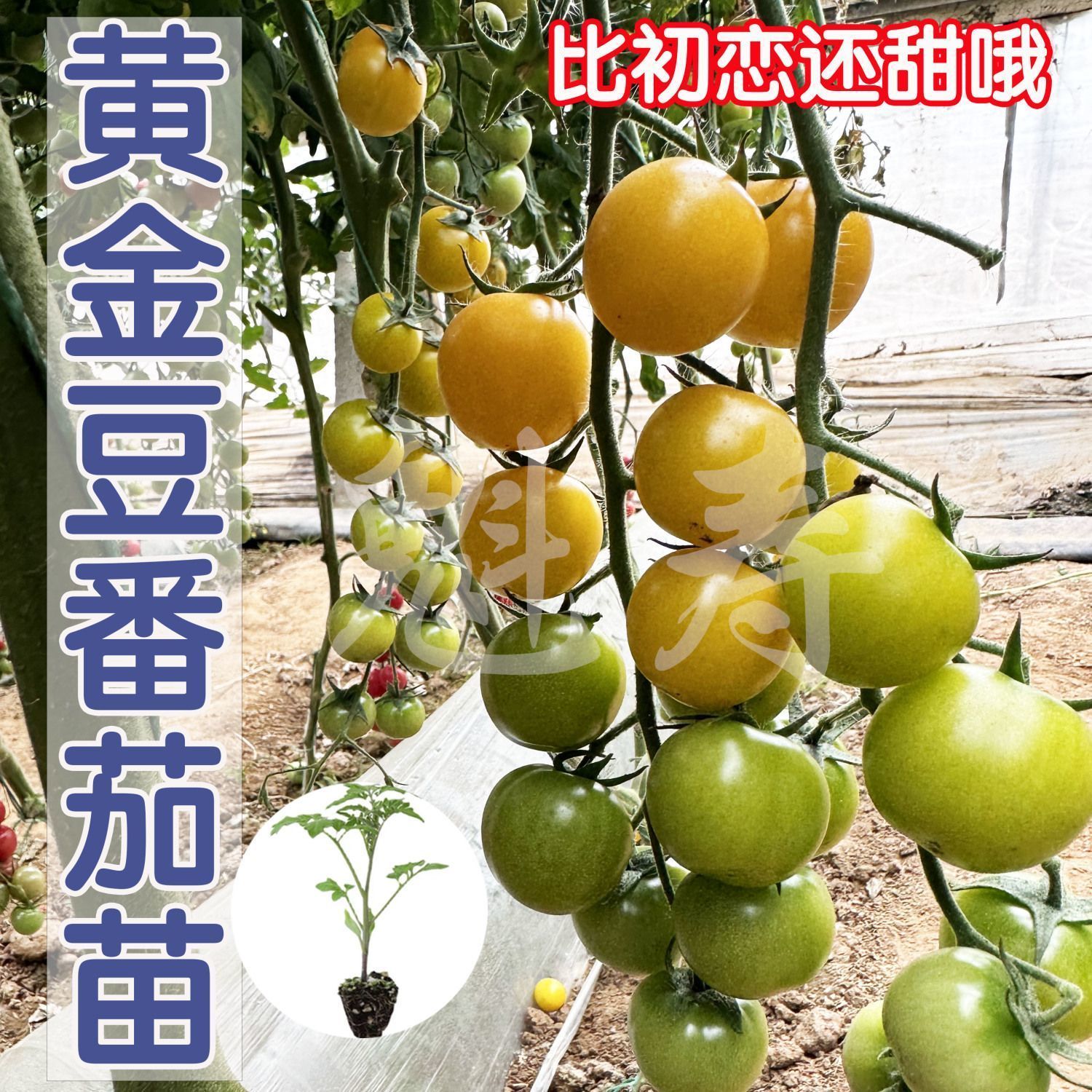 沙瓤很甜芒果蜜番茄苗秧带土球红黄牛心西红柿种子春秋水果柿子苗