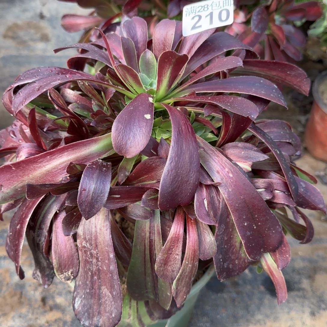 欧若拉多肉210满28包邮断枝不包