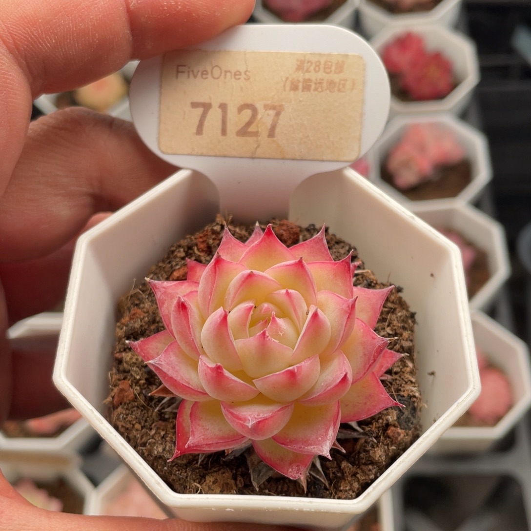 粉水晶7127-4.5厘米