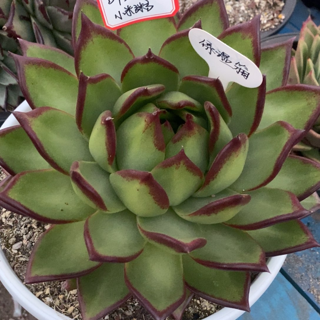 东云原始种1224-13（小米粥）