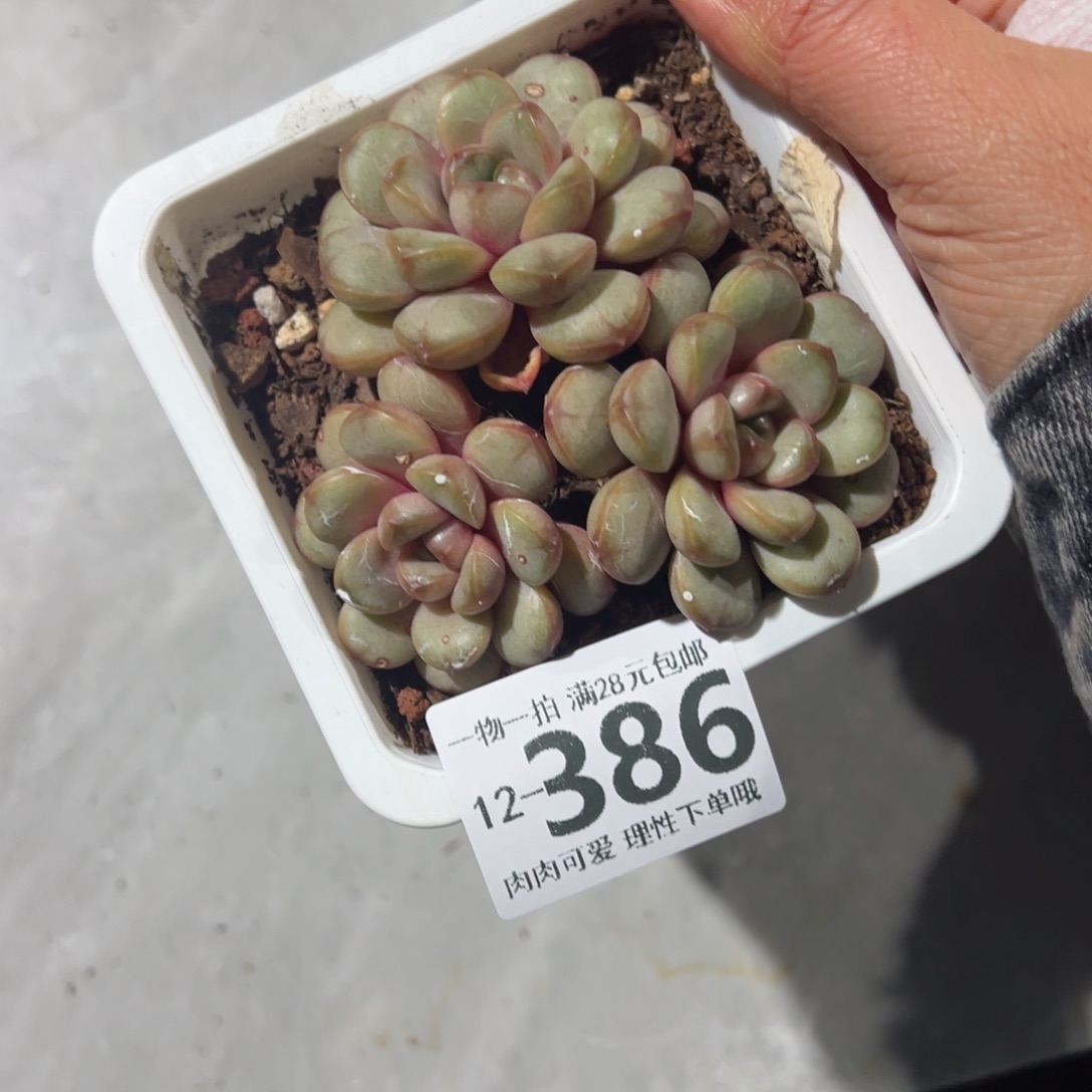 葡萄多肉多肉多肉多