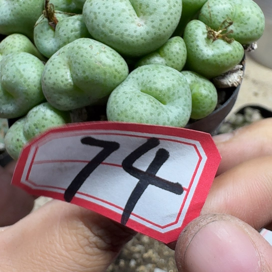 多肉植物的人生gbb