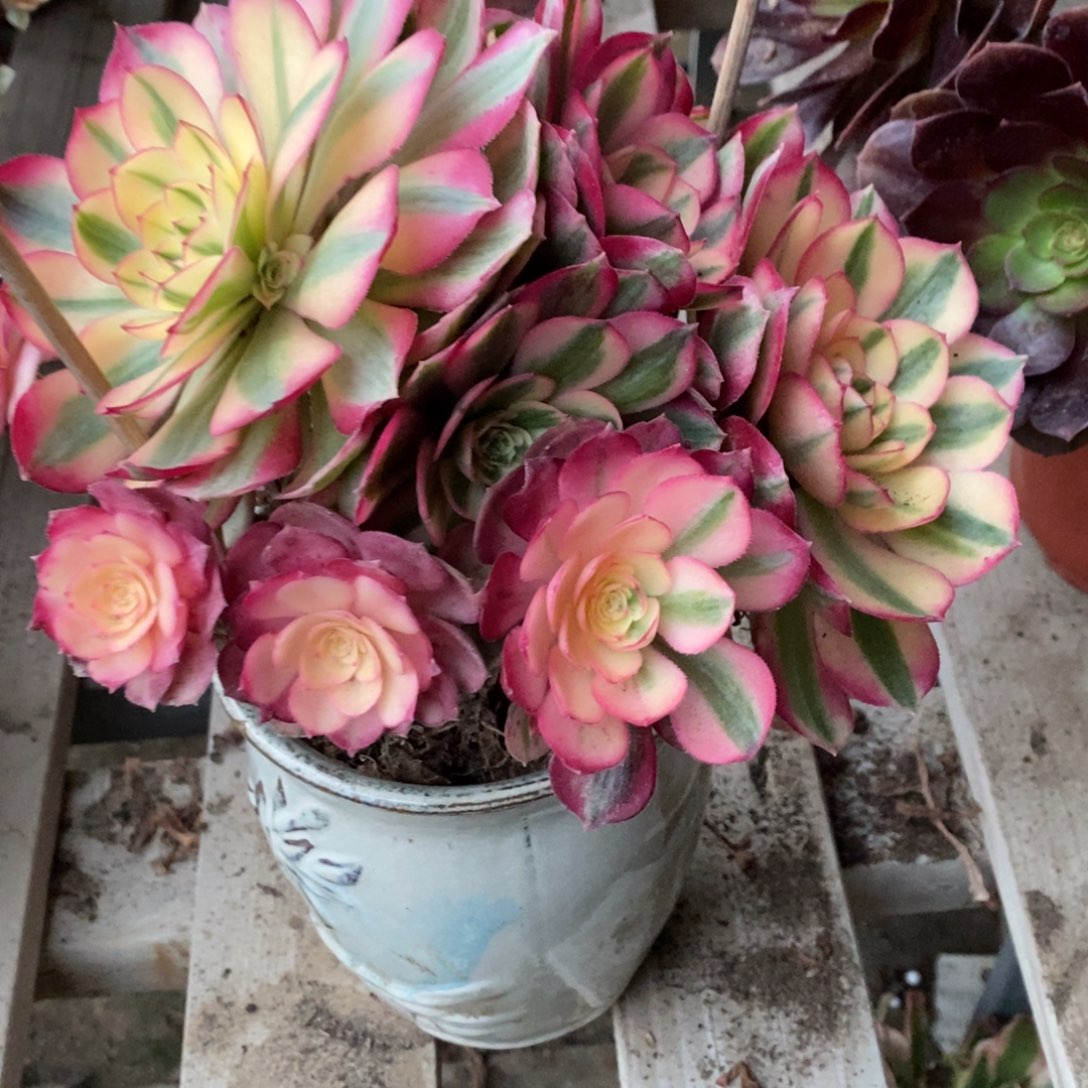 馨***怡倾城多肉1颗多肉多肉