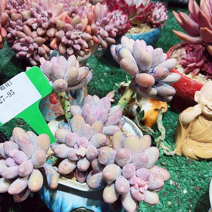 27.95汤圆一个脱土