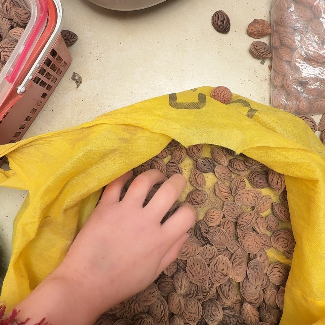 让***吧野生桃核3斤特价处理