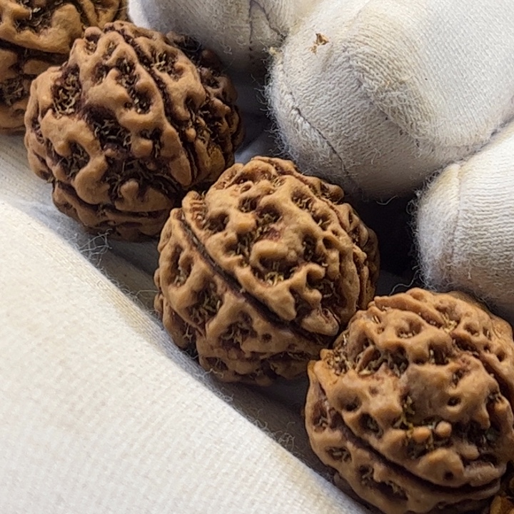 手串金刚菩提古龙经典梅花双龙原生态送粉丝福利