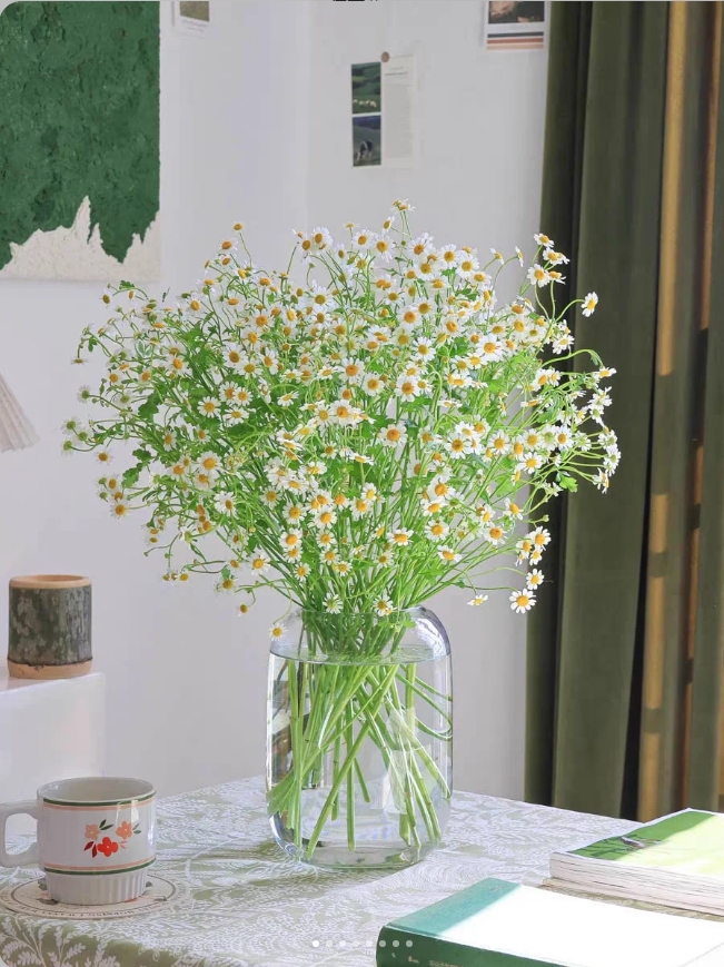 洋甘菊一把＋营养液