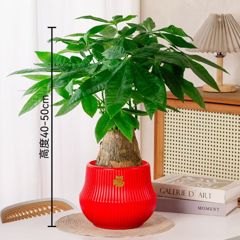 红色宝塔盆大象腿发财树粗杆40-50cm盆栽客厅盆景办公室好养活