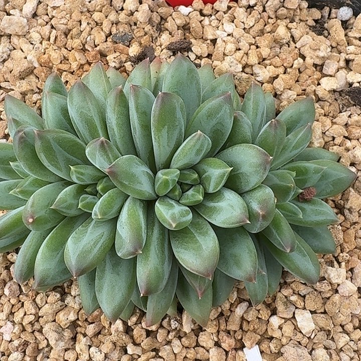 美人039多肉植物
