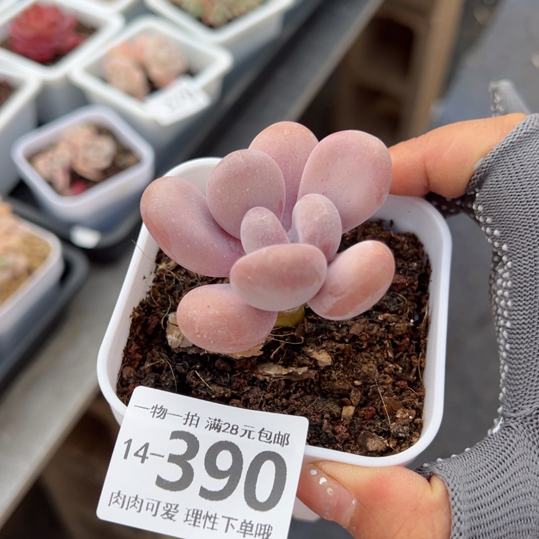 橙奶多肉多肉多肉多肉