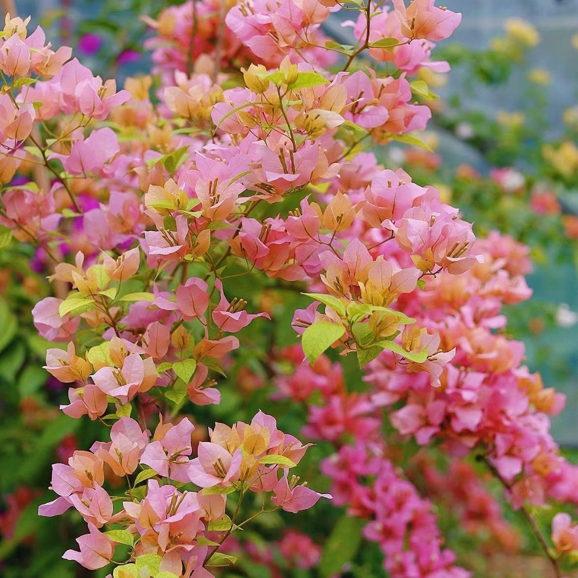 金发女郎 三角梅 大苗三角梅好养活花卉绿植源头基地 不带花 