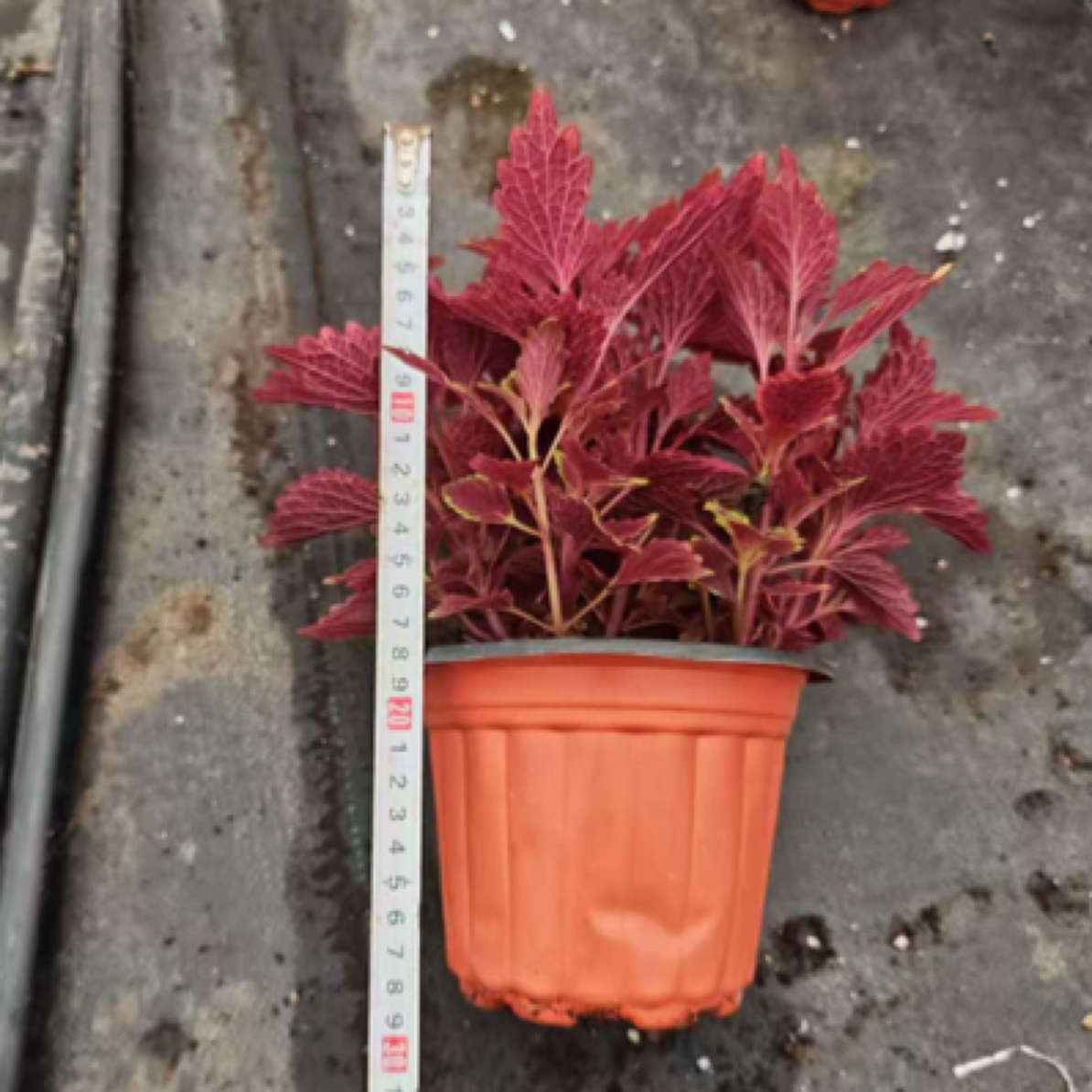 彩叶草金边盆栽四季观叶室内庭院盆栽耐寒耐热好 养红色喜庆花卉h