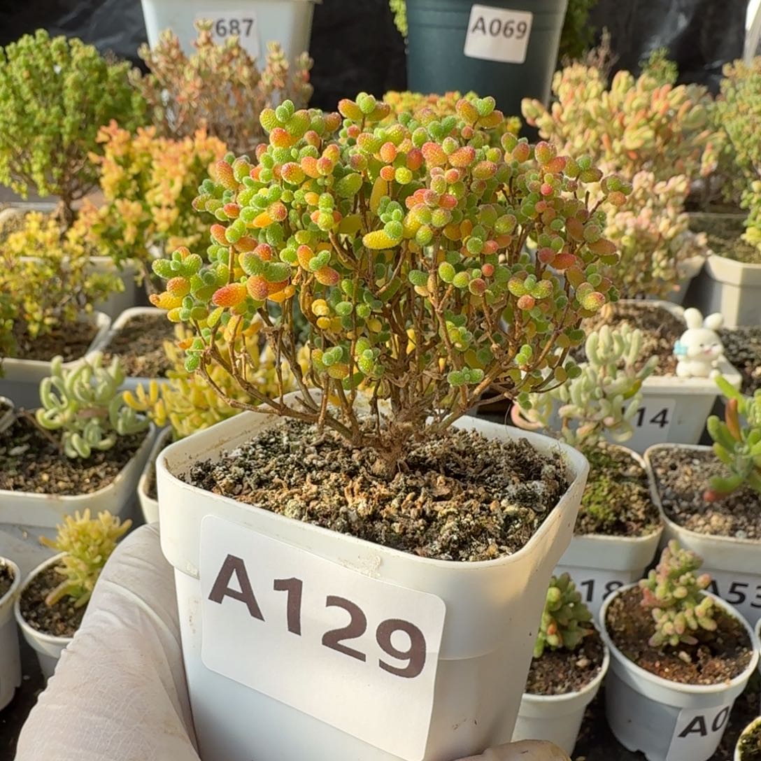 A129蜜橘糖球整点福利