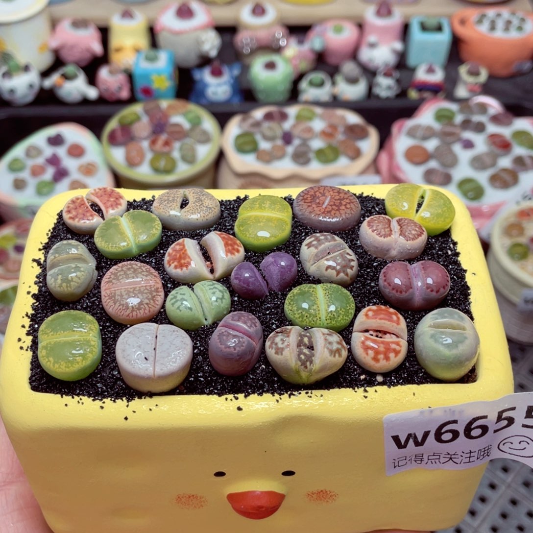 w6655长方形小黄鸡 一份一盆量拍