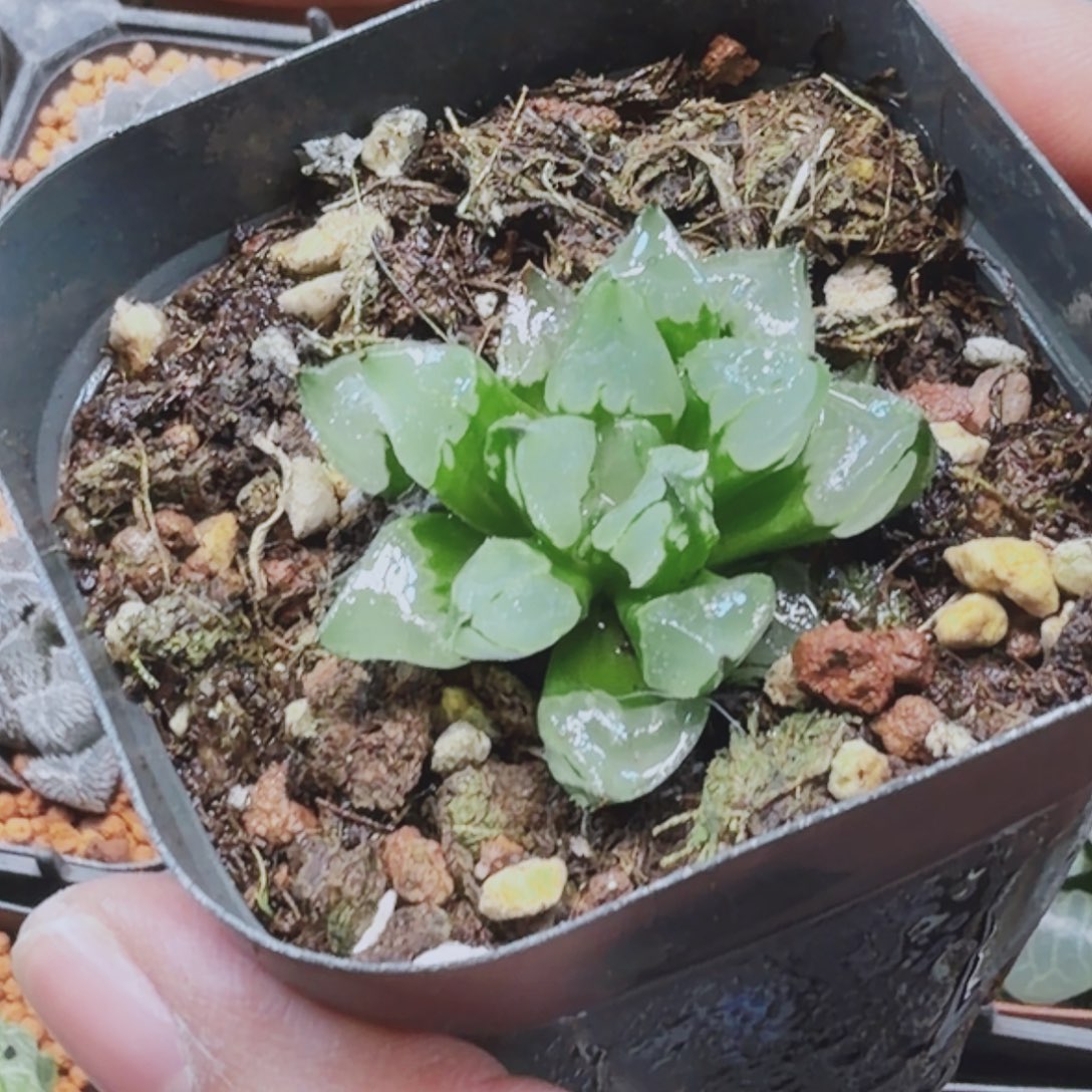 库***星无花朵十二卷圣诞蜡烛