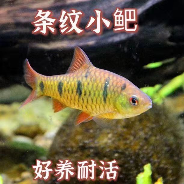 冷水鱼斗鱼小鲃鱼活鱼条纹淡水清洁除藻耐寒苗不加温观赏鱼野生