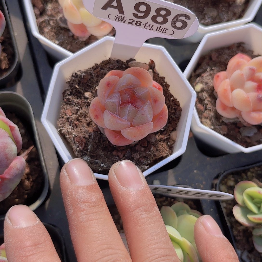 A986卡布奇诺yi eu yi pai