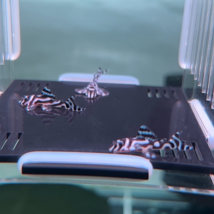 清道夫鱼5-007熊猫异型3条尺寸2.5厘米(较小慎拍)