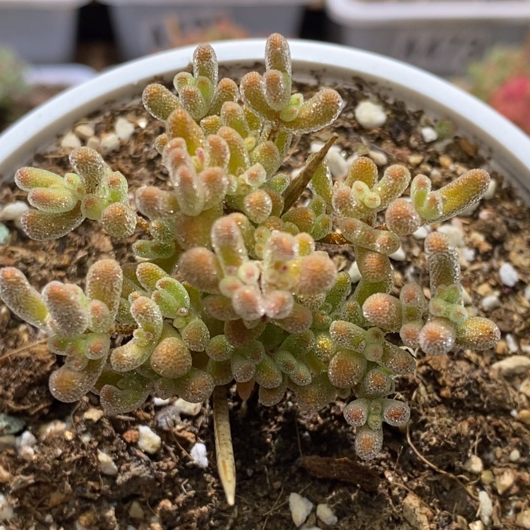 冰晶杂枝干番杏A685