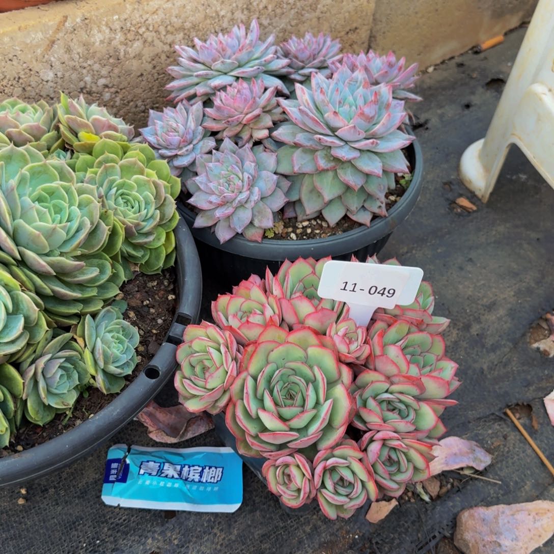 Y***)11-049牡丹亭部差价