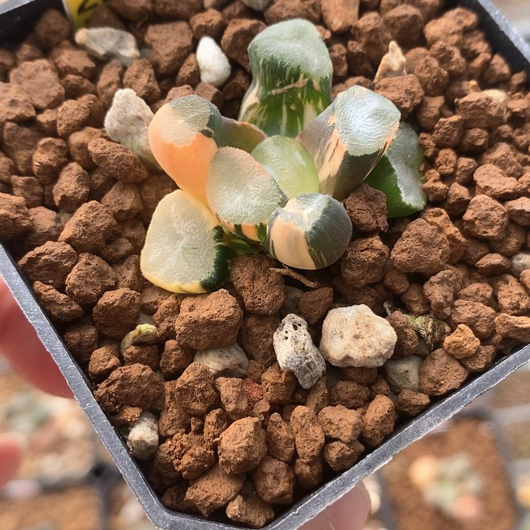 红陶227号山之翠万象锦一物一拍