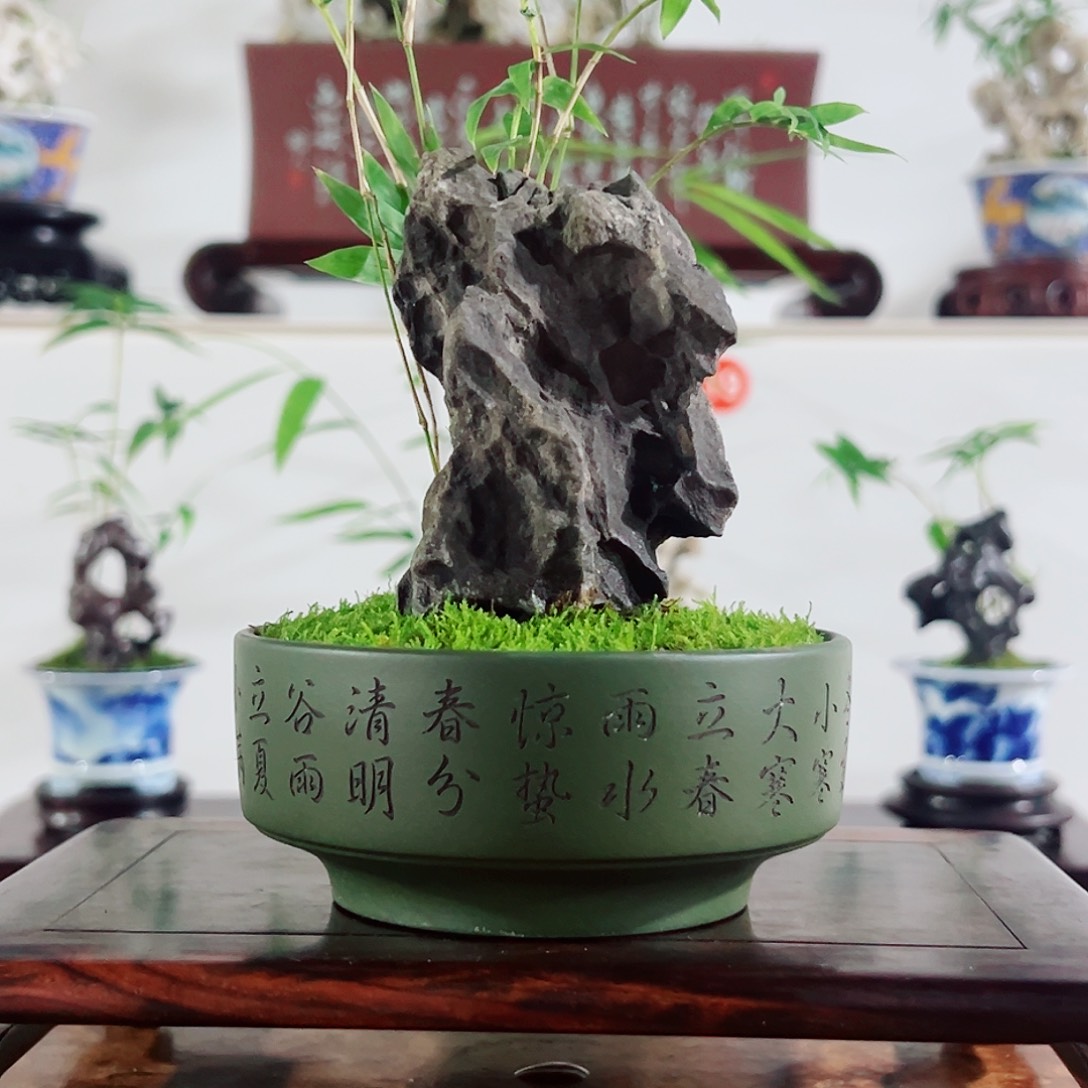 无花朵盆景，凤尾竹，英石